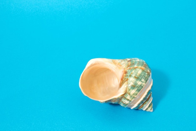 Shell on a blue background. Template for text.