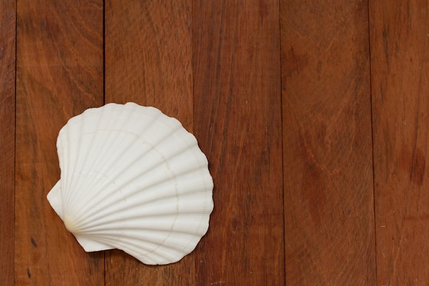 Shell on brown wooden surface