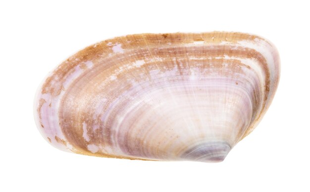 Photo shell of clam isolated on white