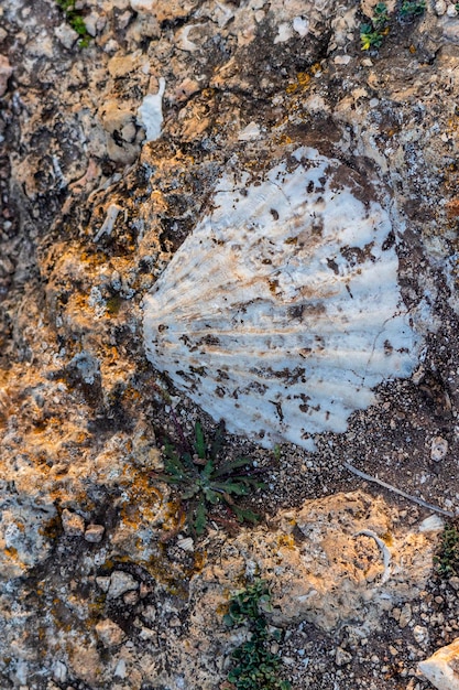 砂岩に閉じ込められた貝殻の堆積物