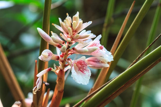 Shell ginger flower