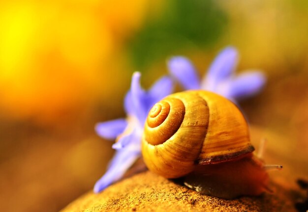 Shell invertebrate close up mollusk snail evening sun