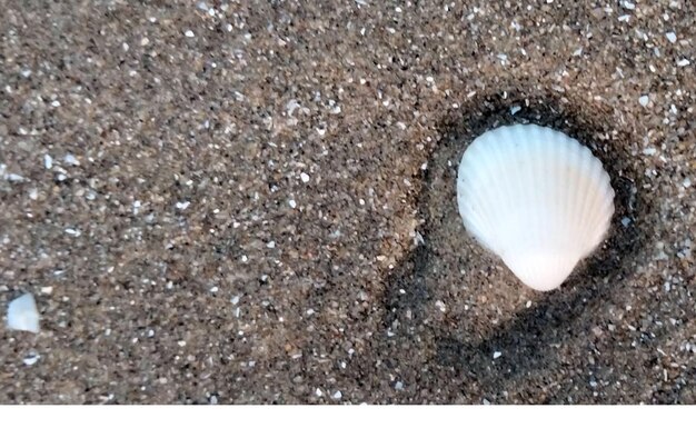 a shell is on the sand with a heart in the middle