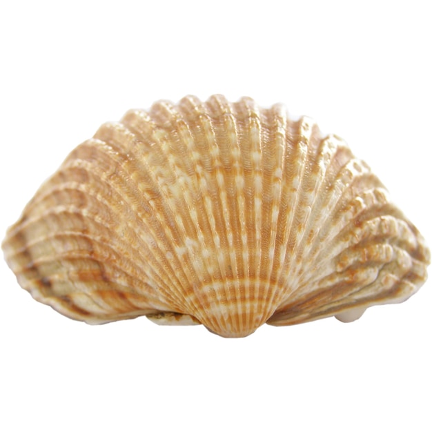 Shell isolated over white