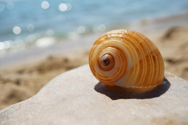 Shell liggend op het zand door de zee