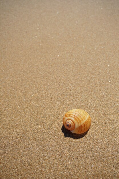 Shell liggend op het zand