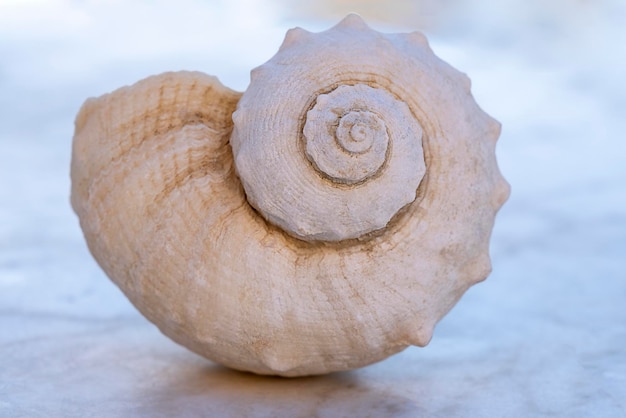 Shell on a light blue background Closeup