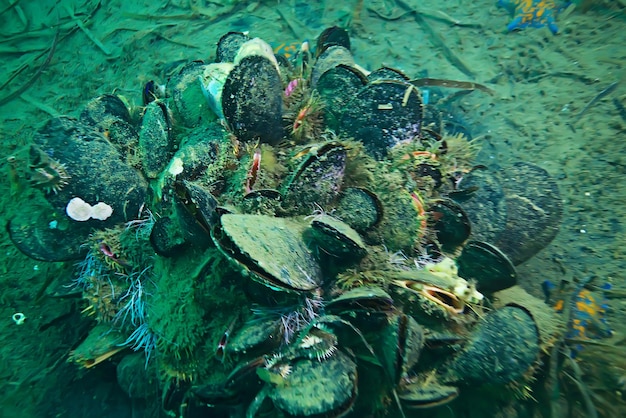 海底の貝殻ムール貝水中写真