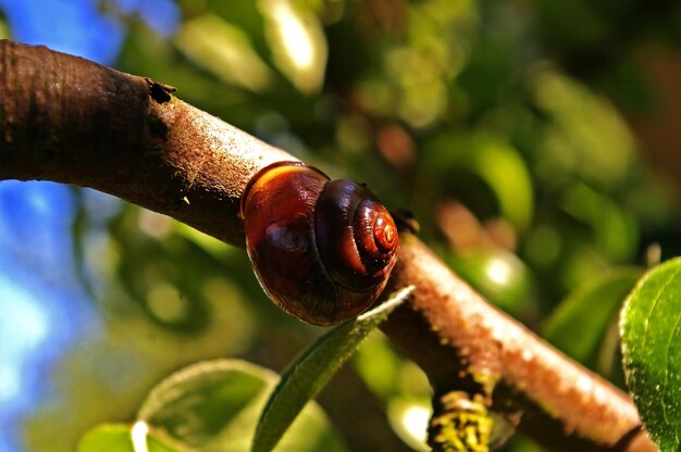 Photo shell nature snail wood close animal sunbeam rest branch