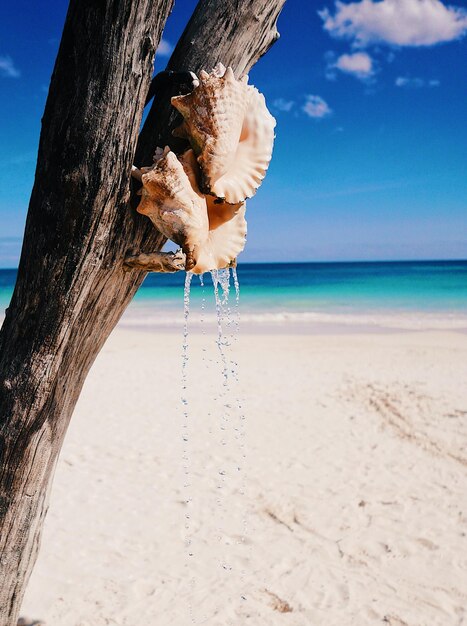 写真 浜辺の木の上の貝