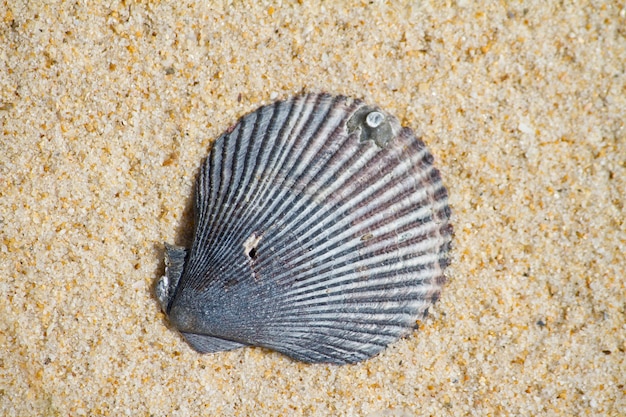 Shell op een strand