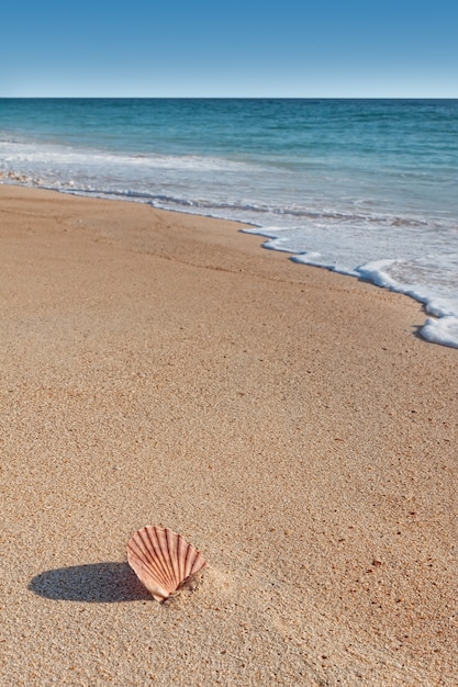 Shell op het strand