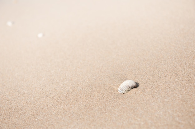 Shell op het zandstrand. Macrobeeld, geringe scherptediepte