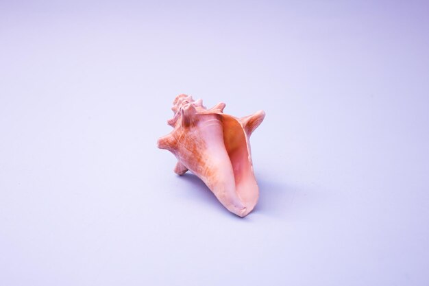 Shell pink on a purple background contrasting colours