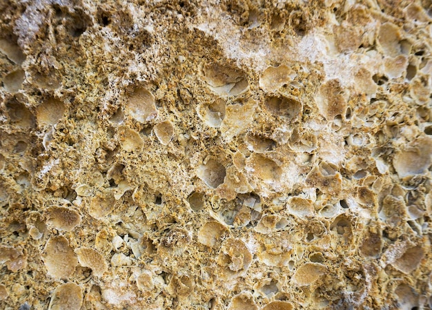 Shell rock texture close up