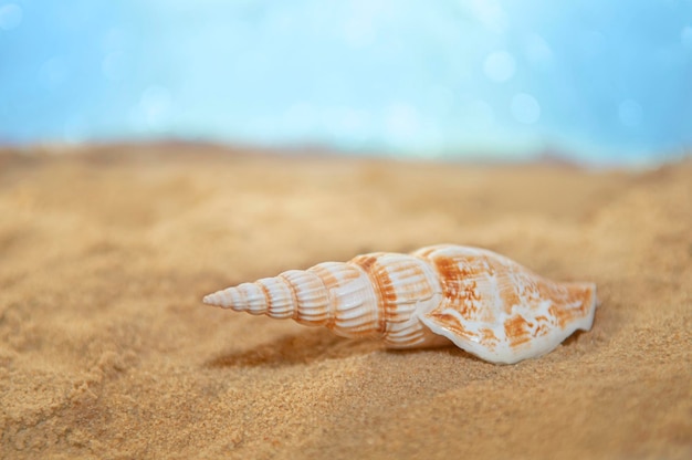 shell on the sand against the background of the sea