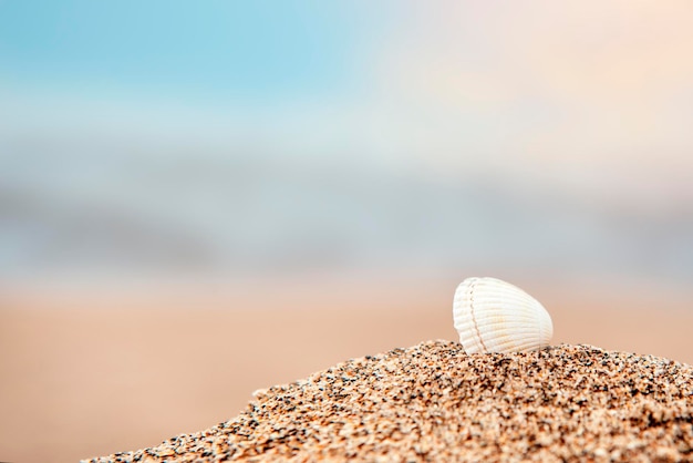 Раковина на песке против моря на закате лета