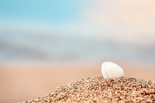 Shell on the sand against sea at summer sunset