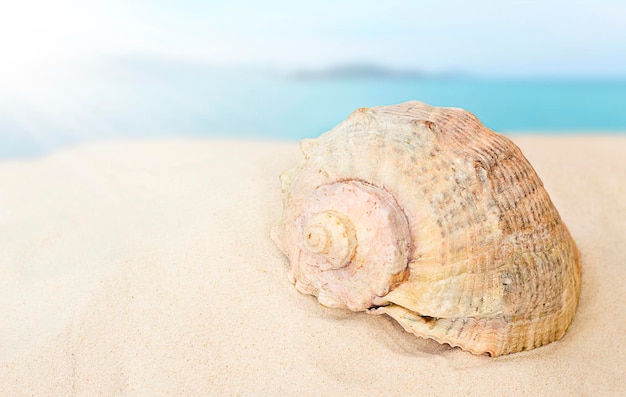 shell on the sand closeup on the background of the sea