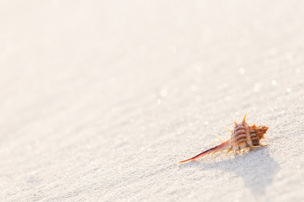 Shell on sandy beach