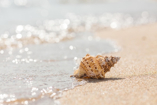 Shell on a sandy beach