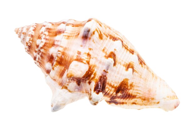 Photo shell of sea mollusk isolated on white