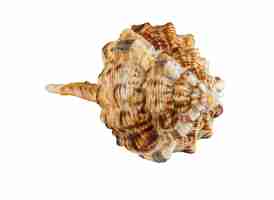 Photo shell of sea mollusk woodcock murex lat haustellum haustellum isolated on white background