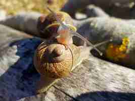 Photo shell seeker discovering beauty in a snails world