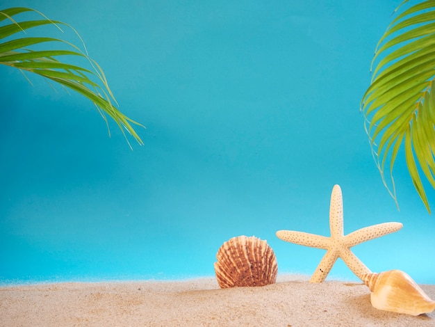 Shell and starfish on beach.