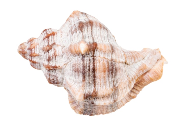 Photo shell of whelk snail isolated on white