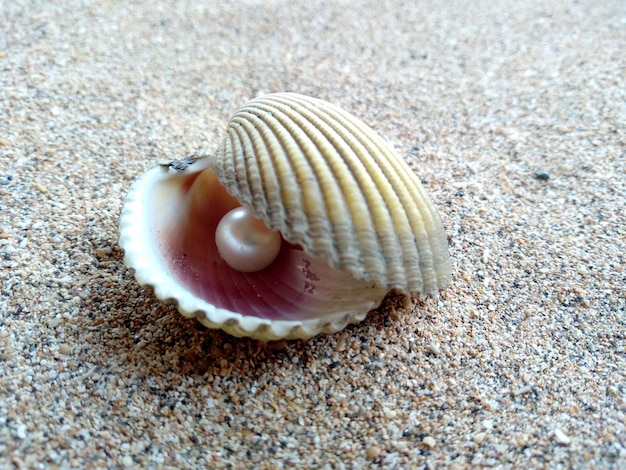 Shell with a pearl on a beach sand An open sea shell with a pearl inside