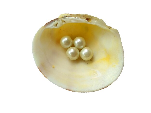 Conchiglia con all'interno una perla su sfondo bianco
