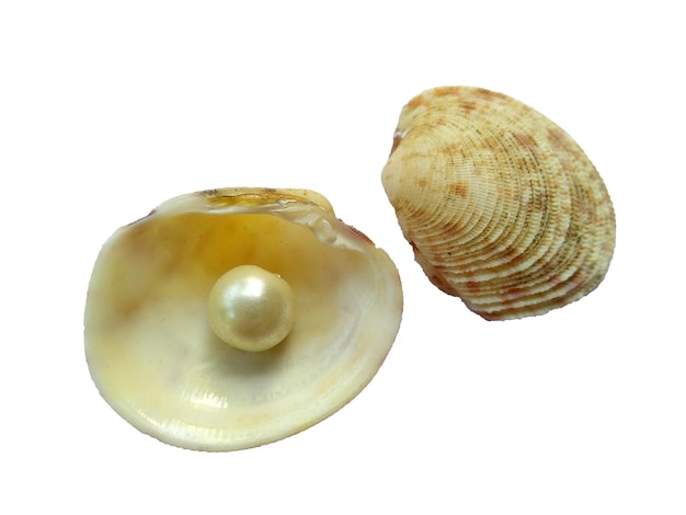 Shell with a pearl inside on white background