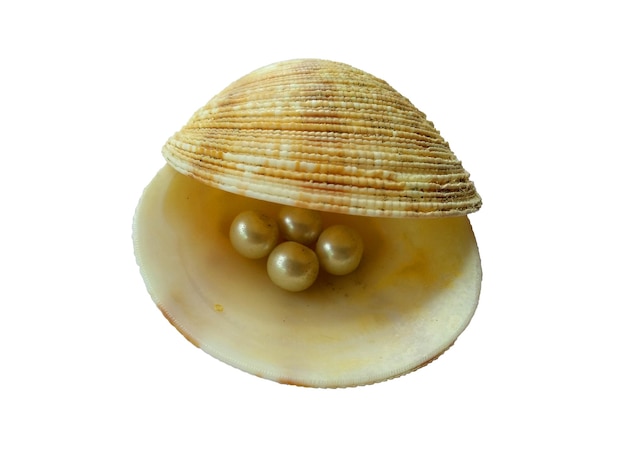 Shell with a pearl inside on white background