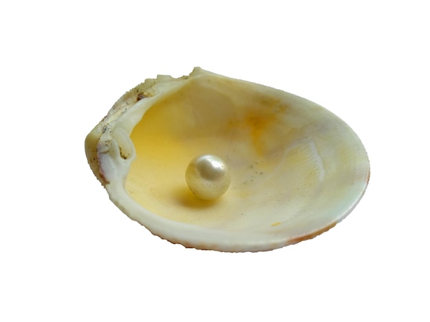 Shell with a pearl inside on white background