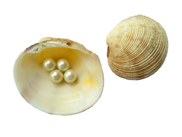 Shell with a pearl An open sea shell with a pearl inside on white background