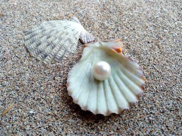 Shell with a pearl Shells and pearls in the sand