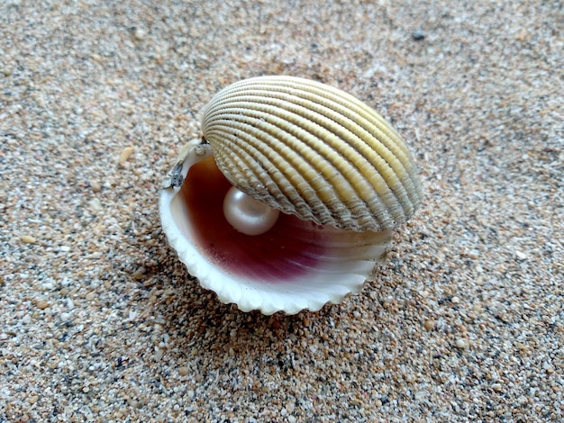 Shell with a pearl Shells and pearls in the sand