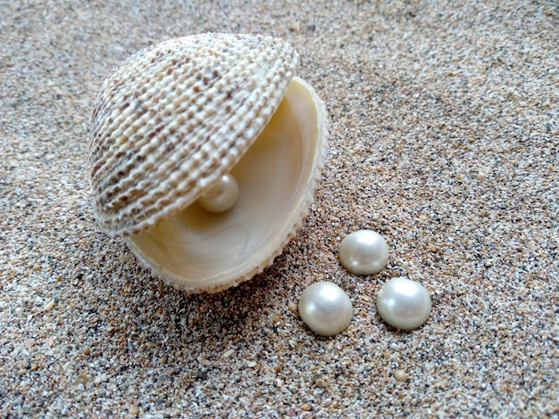 Shell with a pearl Shells and pearls in the sand