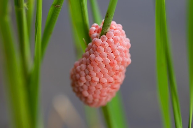 Shellfish eggs on rice plant Paddy