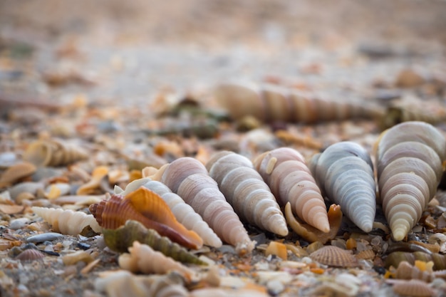 Shells arranged on the sand.