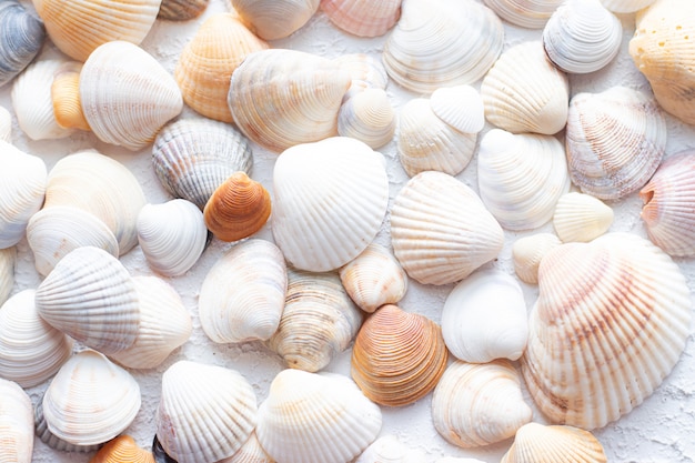 Shells background