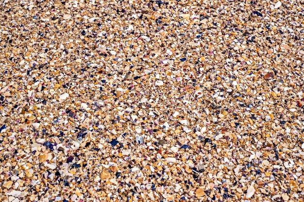 Shells on the beach