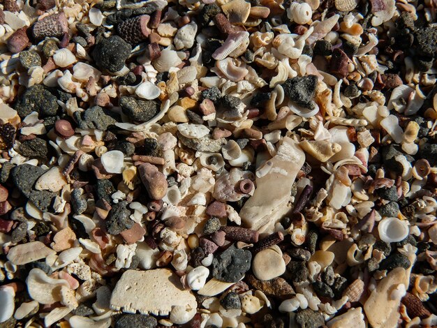 Shells on the beach