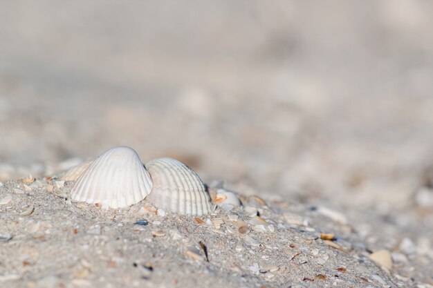 Photo shells on the beach