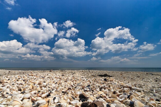 Shells beach