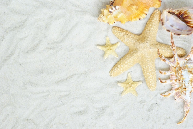 Shells on beach