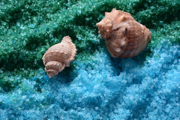 Shells on the colorful salt background