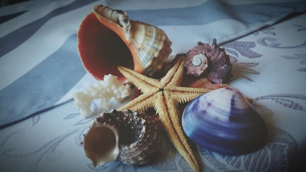 Photo shells and dead starfish on tablecloth