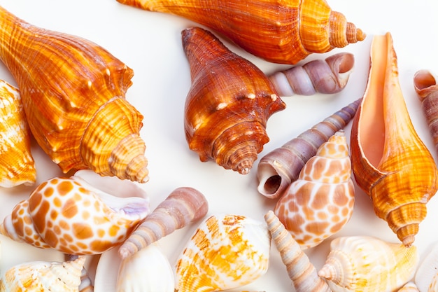 Shells isolated